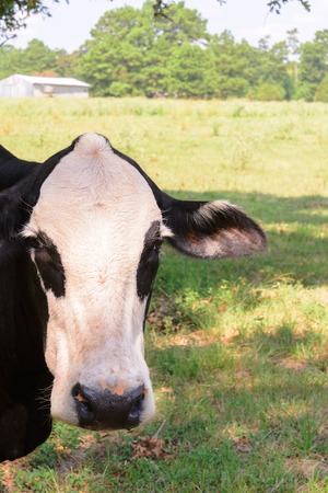 black and white cow grazing on green grass under treesの写真素材