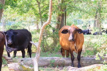 black and brown cows roaming on a ranch with grass and treesの写真素材