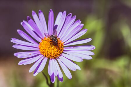 Purple flower with fly  backgroundの写真素材