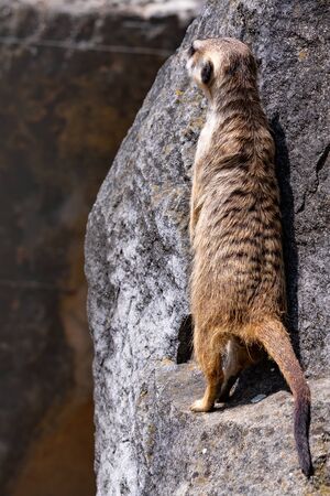 SURICATA SURICATTA