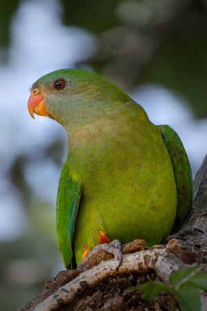 POLYTELIS SWAINSONII or Superb parrot femaleの写真素材