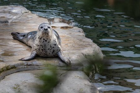harbor harbor seal Phoca vitulina common seal