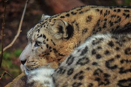 leopard or snow leopard nice cat color eyeの写真素材