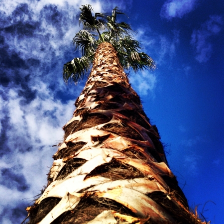 Freshly trimmed palmtreeの素材