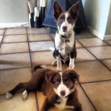 border collie, puppyの素材