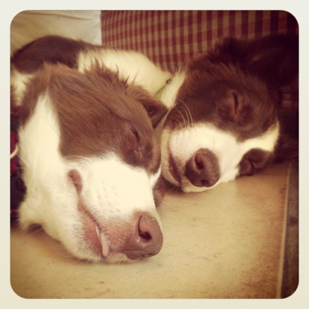 Border collies asleepの素材