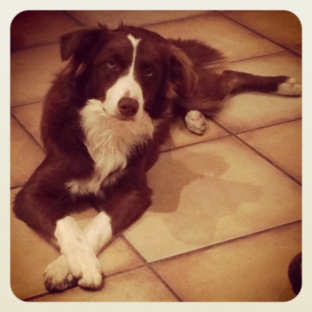 Very ladylike border collie with her crossed pawsの素材