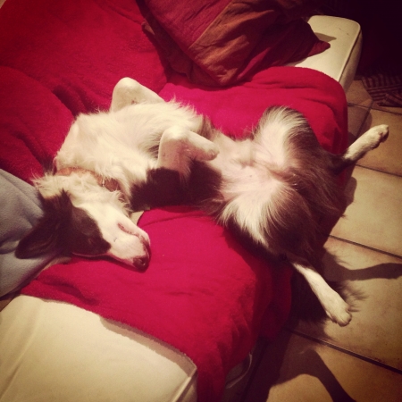 sleeping position for border collieの素材