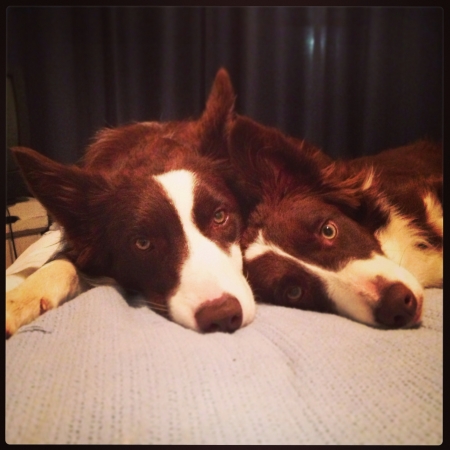 Two border collie の素材