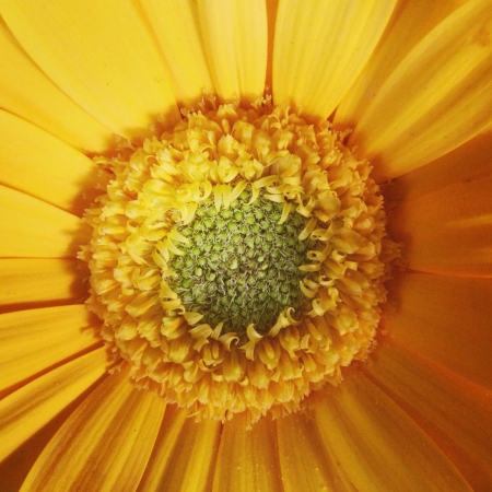 Yellow flower の素材