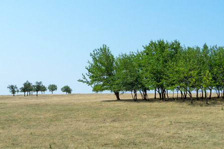 Field with trees in summerの写真素材