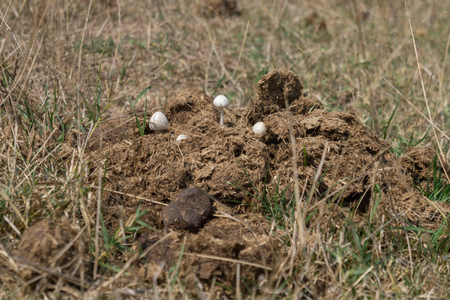 Mushrooms growing in cow dungの写真素材
