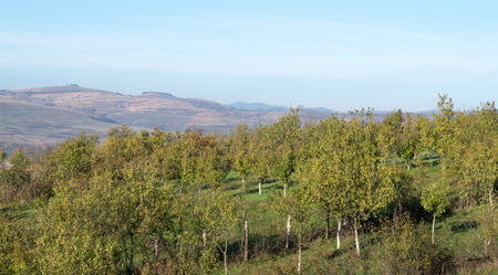 Landscape with trees in octoberの写真素材