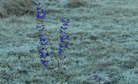 Frosted wild flower in autumnの写真素材