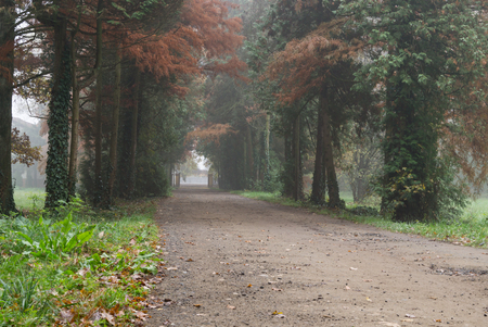 Dirt road between treesの写真素材
