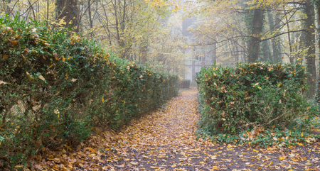 Park alley in autumnの写真素材