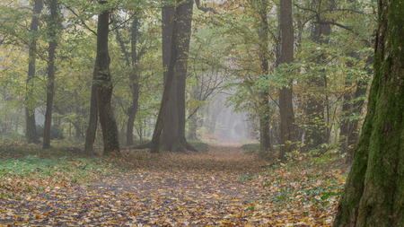 Forest Path In Autumnの写真素材