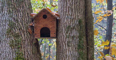 Bird house between two treesの写真素材