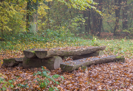 Tree trunk bench and tableの写真素材