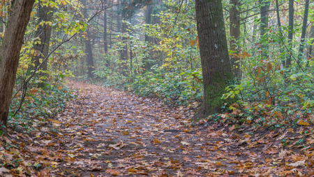Autumn forest pathの写真素材