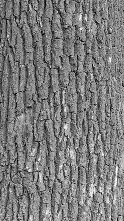 Tree bark texture black&whiteの写真素材