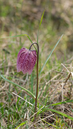 Fritillaria meleagrisの写真素材
