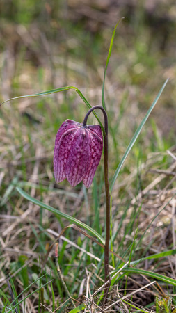 Fritillaria meleagrisの写真素材
