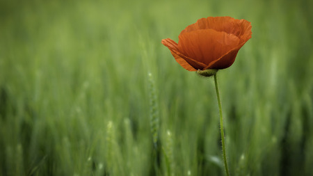Wild poppy flower over blurred wheat fieldの写真素材