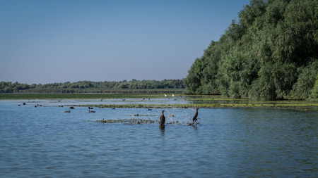 Landscape with birds and vegetation in Danube Deltaの写真素材