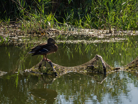 Female mallard resting on abandoned fishing netの写真素材