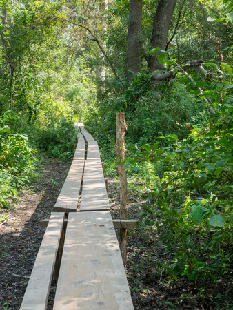 Wooden pathway in the forestの写真素材