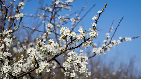 White cherry plum blossomの写真素材