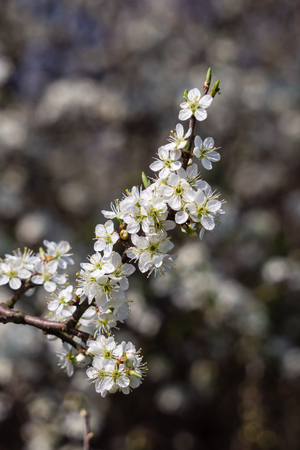 White cherry plum blossomの写真素材