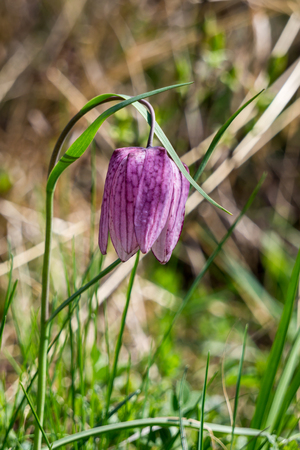Snake's Head Fritillary - Fritillaria meleagris flowerの写真素材