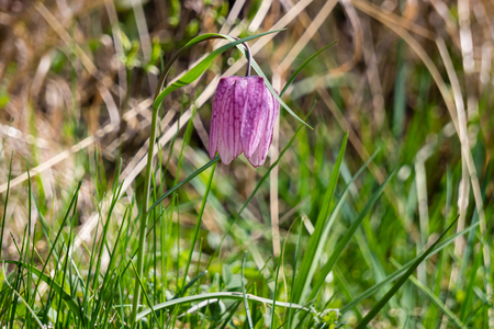 Snake's Head Fritillary - Fritillaria meleagris flowerの写真素材