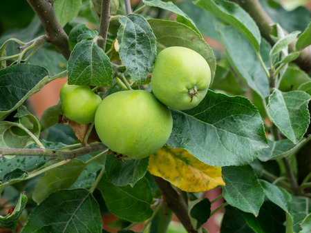 Green apples on a branchの写真素材