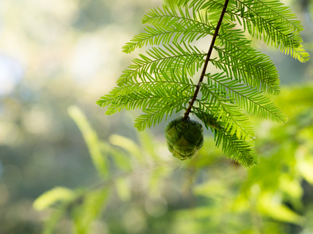 Cone and foliage of coniferous treeの写真素材
