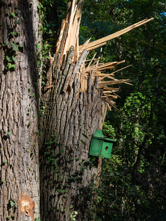 Huge tree with birdhouse, broken after stormの写真素材