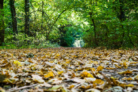 Autumn park alleyの写真素材