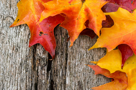 Fall maple leaf on wooden tableの写真素材
