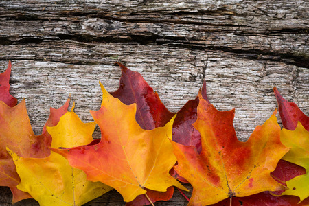 Fall maple leaves on wooden tableの写真素材