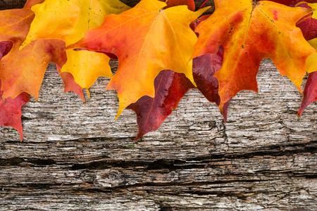 Fall maple leaf on wooden tableの写真素材