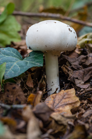 Champignon mushroom growing in the forestの写真素材