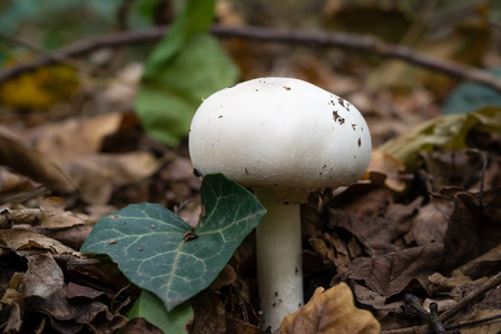 Champignon mushroom growing in the forestの写真素材