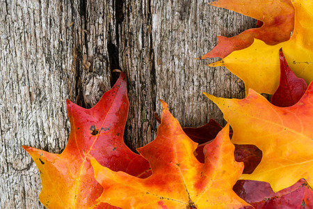 Fall maple leaves on wooden tableの写真素材
