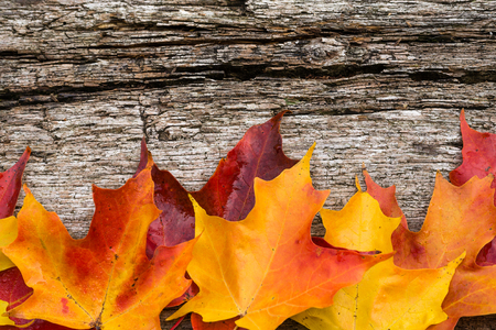 Fall maple leaves on wooden tableの写真素材