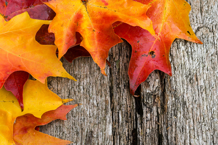 Fall maple leaves on wooden tableの写真素材