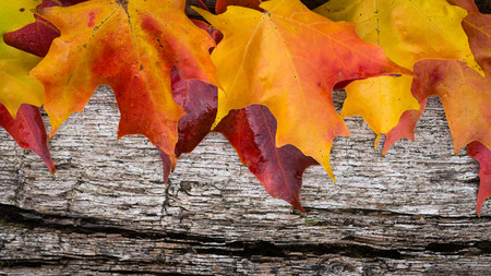 Fall maple leaves on wooden tableの写真素材