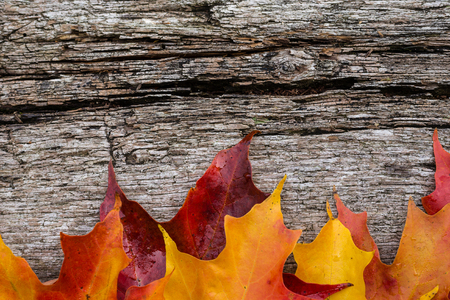 Fall maple leaves on wooden tableの写真素材