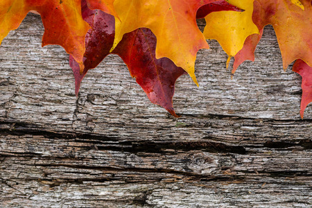 Fall maple leaves on wooden tableの写真素材